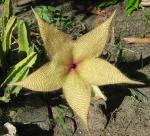 : - Stapelia gigantea
