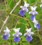 : - Vitex buchananii