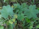 Bergwiesen-Frauenmantel - Alchemilla monticola