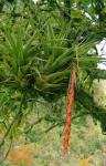 :-Vriesea tequendamae