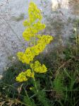 Echtes Labkraut - Galium verum