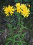 Doldiges Habichtskraut - Hieracium umbellatum