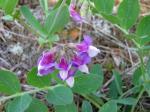 Strand-Platterbse - Lathyrus japonicus