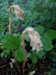 Fichtenspargel - Monotropa hypopitys