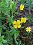 Blutwurz - Potentilla erecta