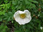 Bibernell-Rose - Rosa spinosissima