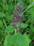 Wald-Ziest - Stachys sylvatica