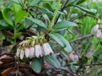 Preiselbeere - Vaccinium vitis-idaea