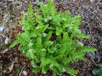 Südlicher Wimperfarn - Woodsia ilvensis