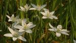 Dolden-Milchstern - Ornithogalum umbellatum