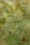 Beifußblättriges Traubenkraut - Ambrosia artemisiifolia