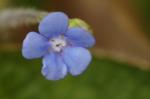 Großblättriges Kaukasusvergissmeinnicht - Brunnera macrophylla