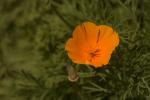 Kalifornischer Mohn-Eschscholzia californica