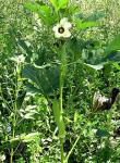 Okra - Abelmoschus esculentus