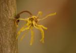 Virginische Zaubernuss - Hamamelis virginiana