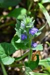 Genfer Günsel - Ajuga genevensis
