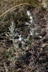 Österreich-Wermut - Artemisia austriaca