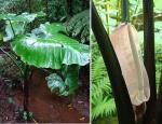 Riesenblättriges Pfeilblatt - Alocasia macrorrhizos