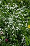 Färber-Meier - Asperula tinctoria