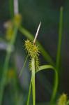 Echte Gelb-Segge - Carex flava