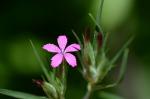 Raue Nelke - Dianthus armeria