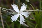 : - Dianthus plumarius subsp. lumnitzeri