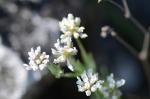Seiden-Backenklee - Dorycnium pentaphyllum subsp. germanicum