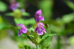 Breitblättriger Hohlzahn - Galeopsis ladanum