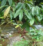 : - Ardisia compressa