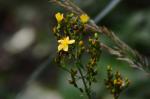 Behaartes Johanniskraut - Hypericum hirsutum