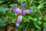 Pflaumen-Iris - Iris graminea