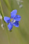 Oesterreichischer Lein - Linum austriacum
