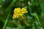 Sichelklee - Medicago falcata