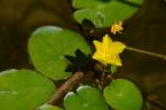 Europäische Seekanne - Nymphoides peltata