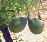 Quebrachobaum - Aspidosperma quebracho-blanco