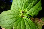 Vierblättrige Einbeere - Paris quadrifolia