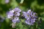 Büschelschön - Phacelia tanacetifolia