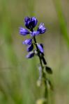 Gewöhnliche Kreuzblume - Polygala vulgaris