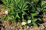 Weißes Fingerkraut - Potentilla alba