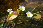 Flutender Wasserhahnenfuß - Ranunculus fluitans
