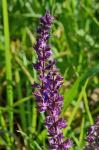 Hain-Salbei - Salvia nemorosa
