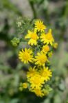Frühlings-Kreuzkraut - Senecio leucanthemifolius subsp. vernalis