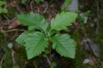 Österreichische Mehlbeere - Sorbus austriaca