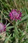 Hügel-Klee - Trifolium alpestre