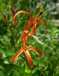 : - Anisacanthus quadrifidus