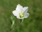 : - Bouchetia erecta
