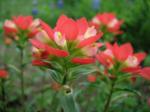 :-Castilleja indivisa