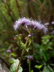 Blauer Wasserdost - Conoclinium coelestinum