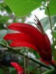 :-Erythrina bidwillii