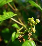 : - Cynanchum racemosum
